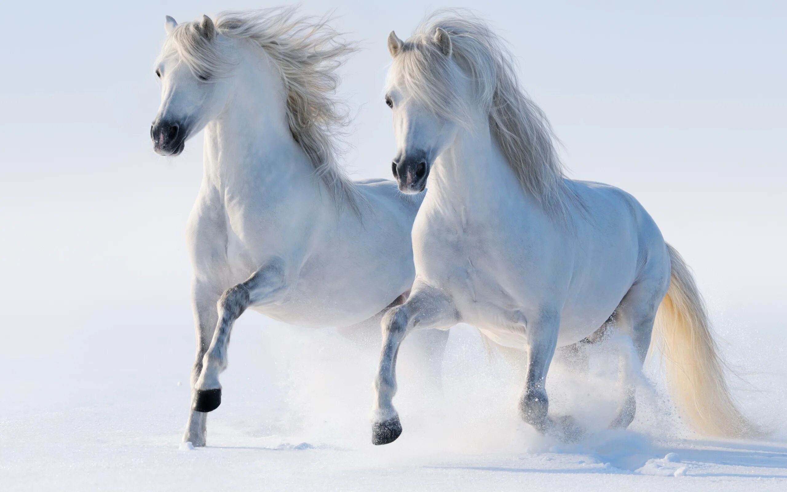 Белый конь. Лошади на рабочий стол. Красивые лошади. Лошадь бежит. Картинки лошадей на заставку