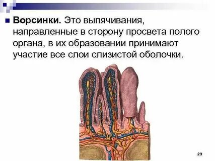 Слизистые оболочки половых органов