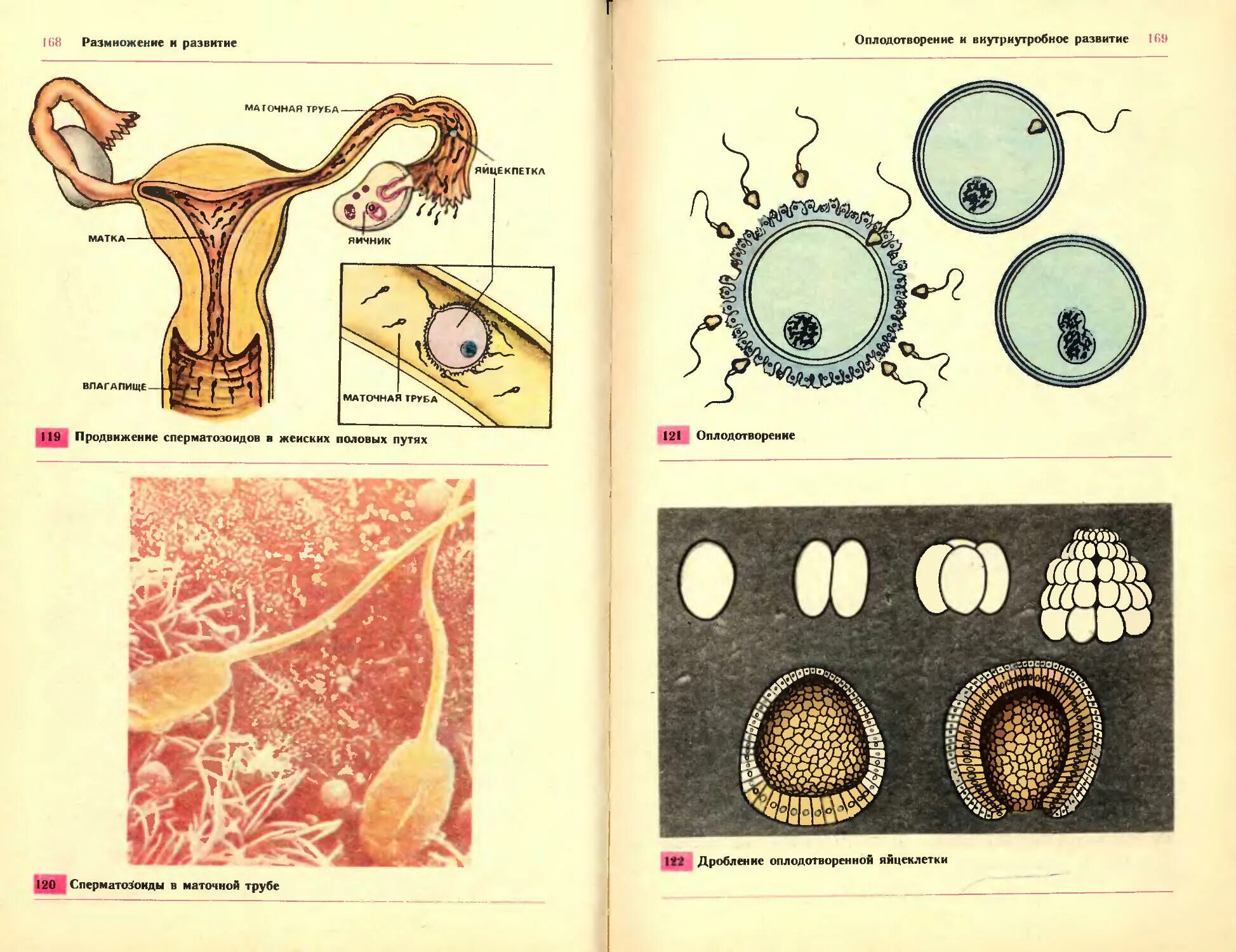 Особенности размножения человека 8 класс. Учебник биологии 8 класс темы оплодотворение. Учебник биологии оплодотворение. Биология 9 класс оплодотворение человека. Схема оплодотворения человека.