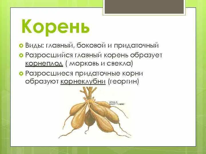 Боковой главный придаточный корневой. Главный и придаточный корень. Корень (ботаника). Ботаника корень и корневая система. Придаточные боковые и главный корень.