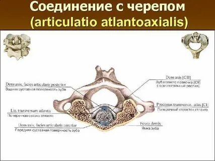Articulatio capitis costae