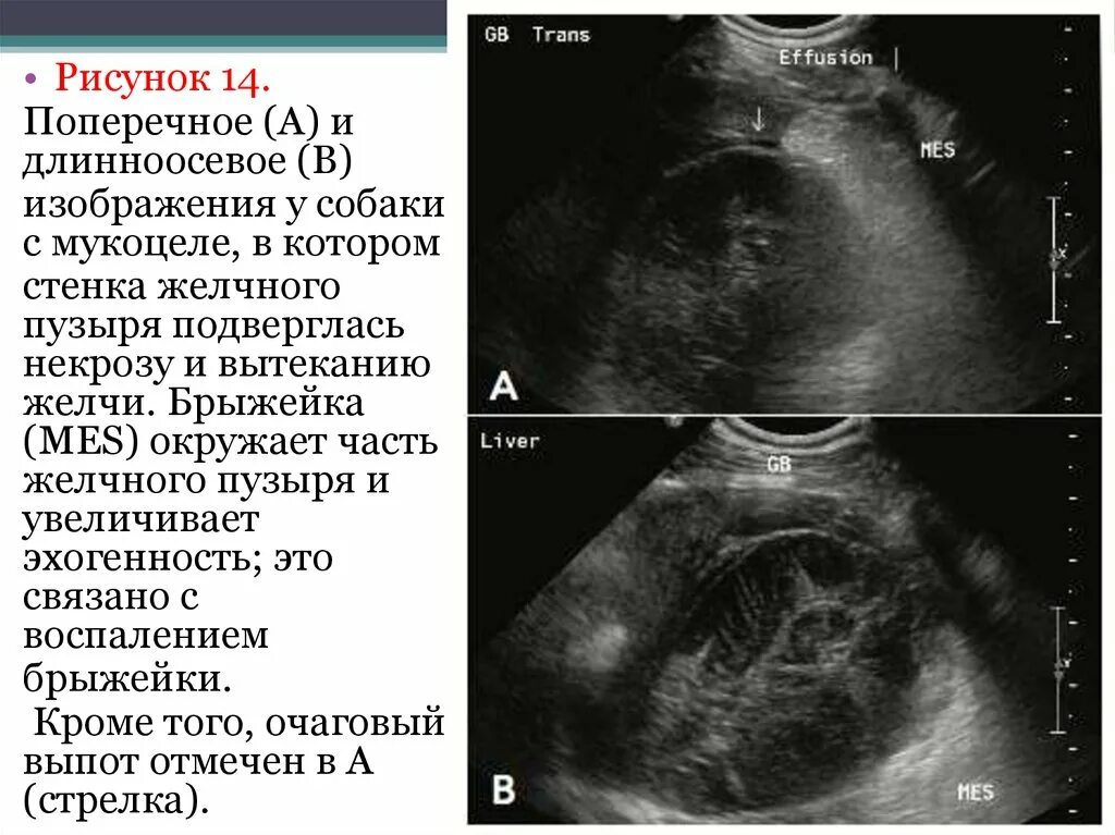 Узи печени собаки. Мукоцеле желчного пузыря УЗИ. Мукоцеле желчного пузыря кт. Мукоцеле желчного пузыря у собак. УЗИ желчного пузыря у собаки.