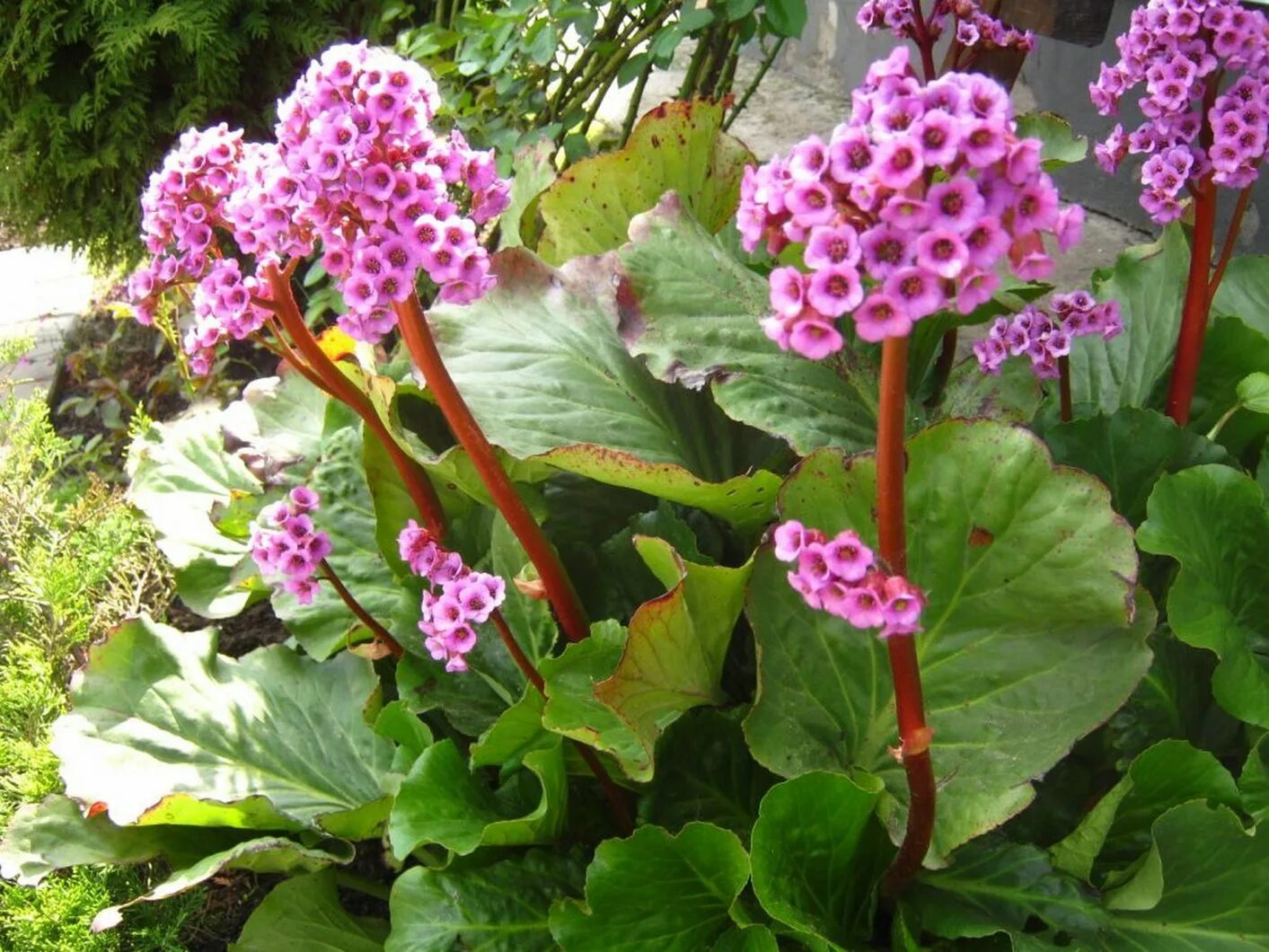 Бадан толстолистный. Бадан толстолистный цветок. Бадан толстолистный Bergenia crassifolia. Бадан толстолистный (в. crassifolia). Цветок бадан фото и описание