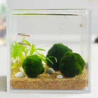 Маримо отзывы
