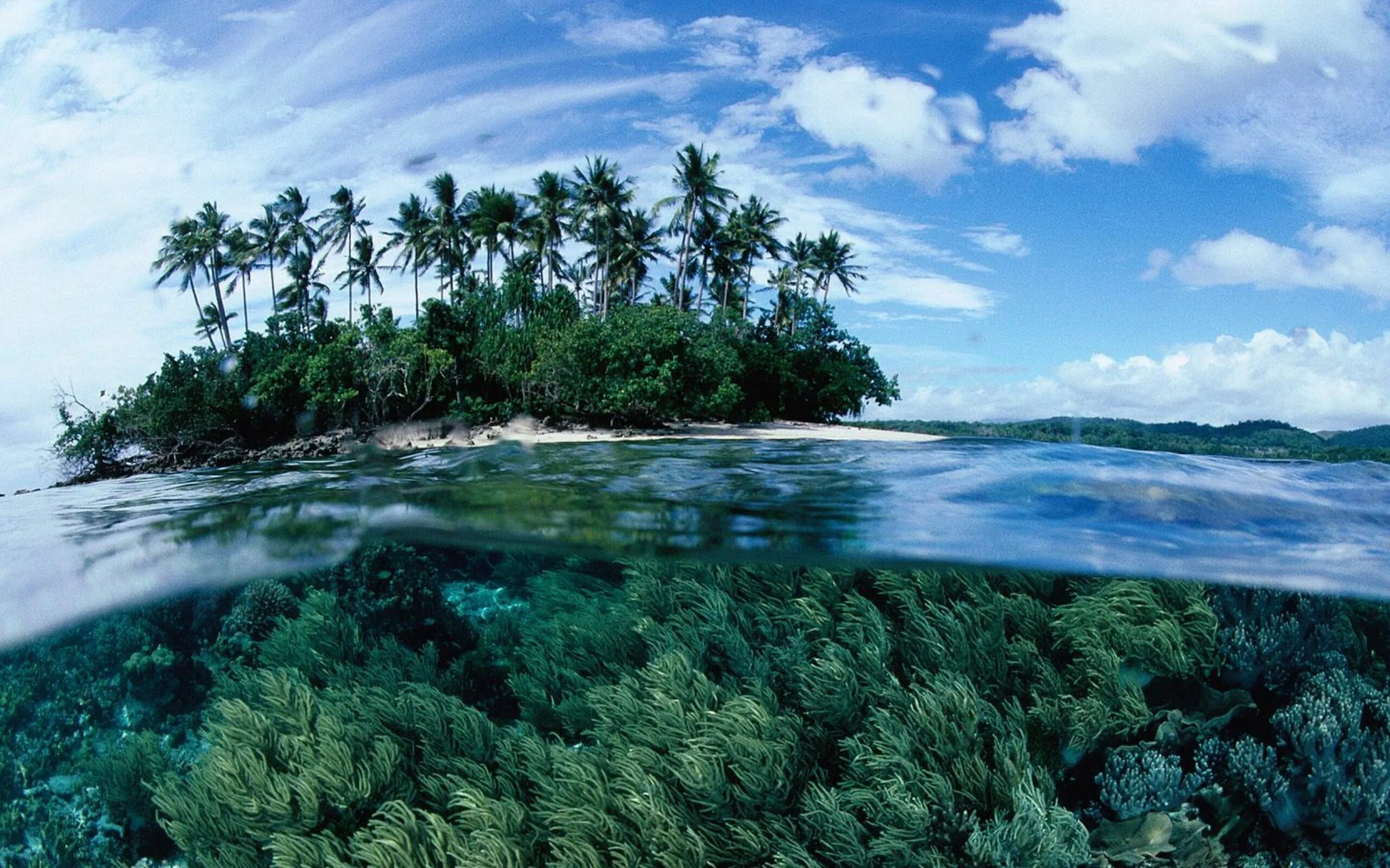 Новая Гвинея климат. Соломоновы острова. Джунгли Тихого океана. Папуа новая Гвинея климат.