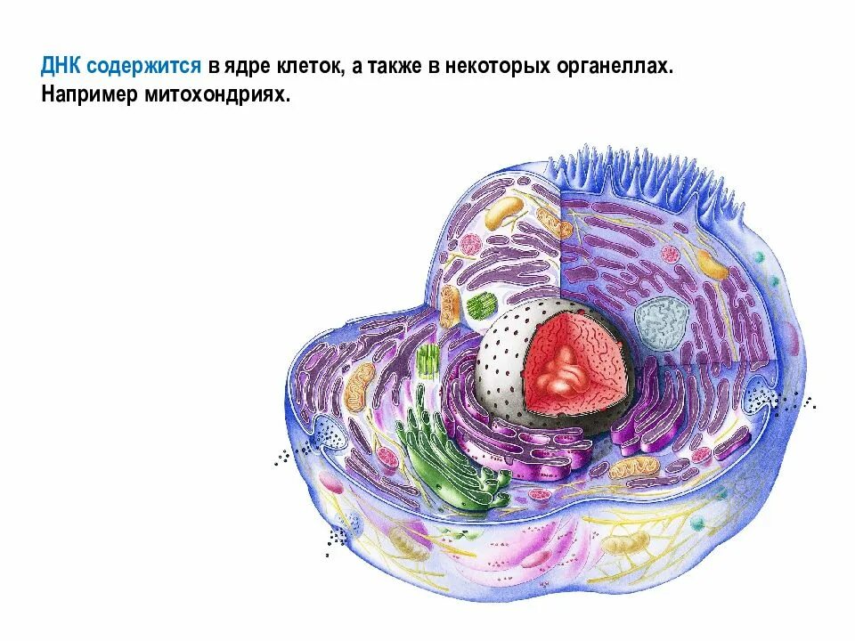 Какие структуры в ядрах содержат днк. ДНК В ядре клетки. Органеллы клетки содержащие ДНК. Где содержится ДНК человека.