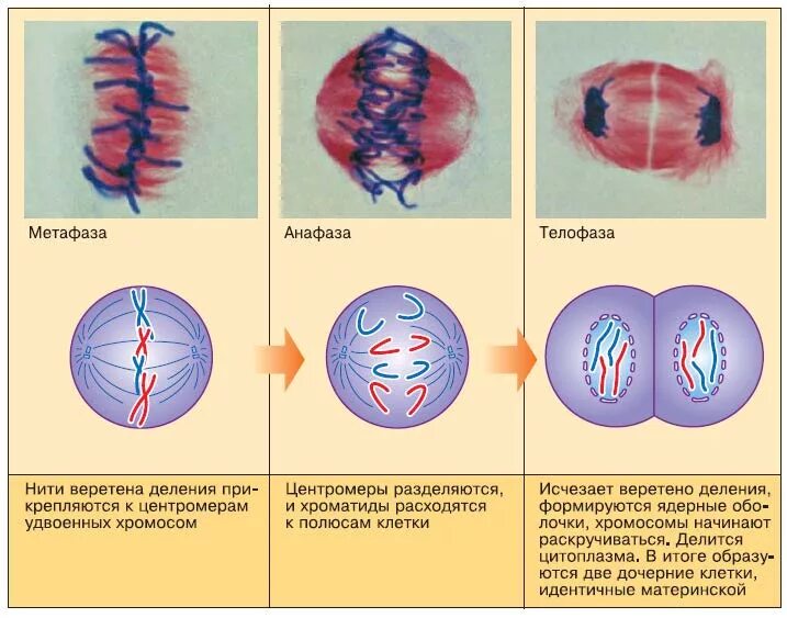 Аппарат деления клетки. Метафаза анафаза телофаза анафаза. Профаза прометафаза метафаза анафаза телофаза. Митоз деление центромер. Деление клетки метафаза.