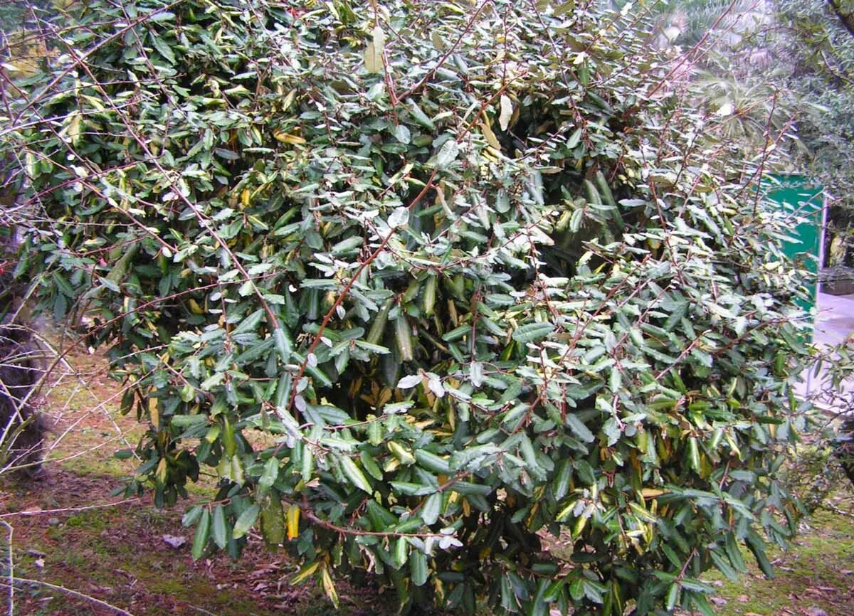 лох колючий фото. растение лох колючий. Elaeagnus pungens thunb. растение лох колючий. дендрарий лох колючий.