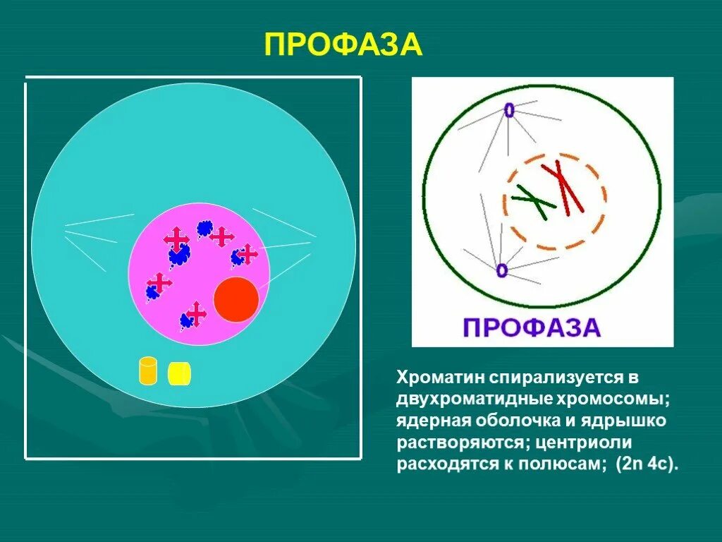 Растворение оболочки ядра происходит в. Профаза. Профаза митоза. Ядерная оболочка профазы. Профаза строение.