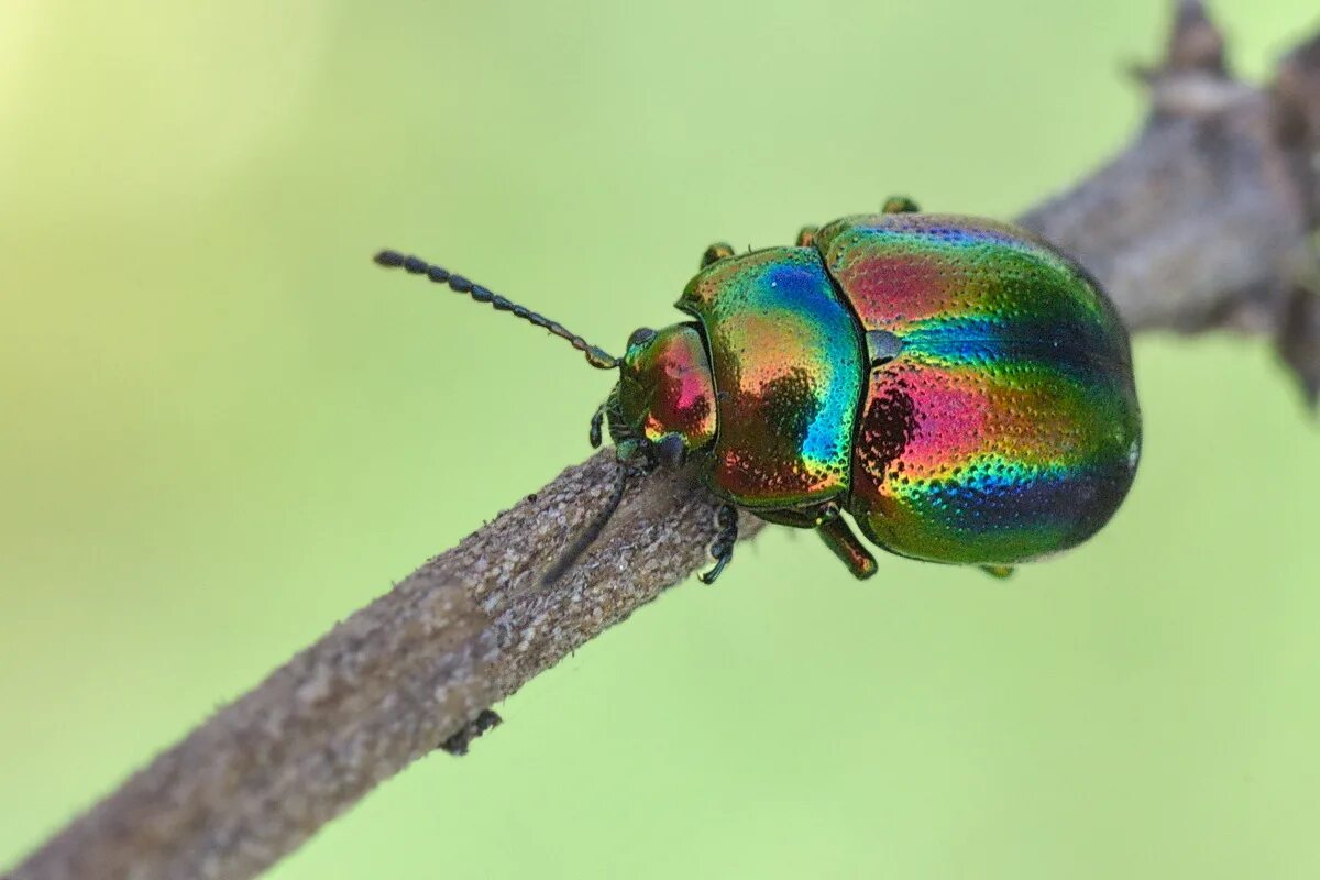 Насекомое жук листоед. Жук Листоед ясноточный. Листоед Chrysolina fastuosa. Жук Листоед Радужный. Листоед ясноточный (Chrysolina fastuosa).