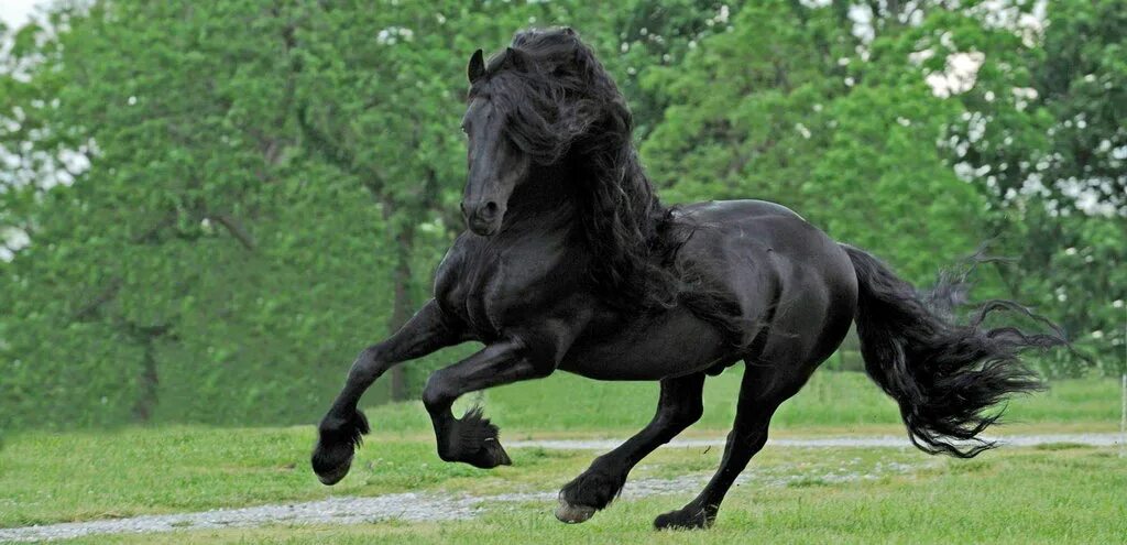 Про черного коня. Фредерик Великий Фризская лошадь. Фриз Фризская лошадь.