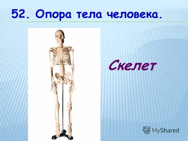 Скелет опора. Скелет опора. Что является опорой тела человека ответ. Скелет опора. Без какого органа невозможно было бы видеть слышать ощущать.