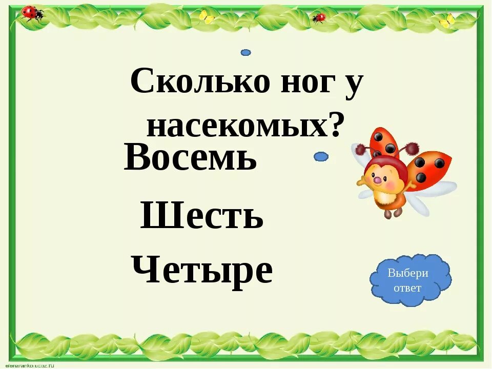 Сколько пары ног у насекомых. Сколько ног у насекомых. сколько нок у насикомых. сколько лап у насекомых. сколько пар ног у насекомых.