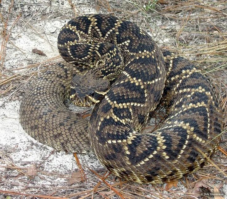 Snakes are dangerous. Котиара змея. Дикие змеи.