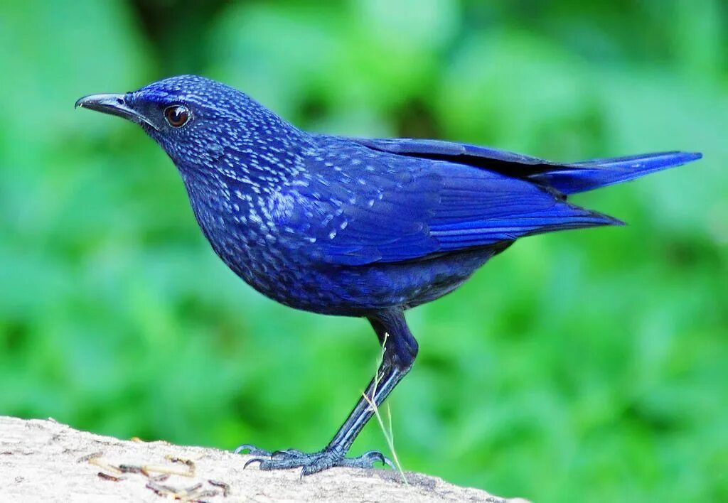 Синяя птица памира. Синяя птица лиловый Дрозд. Лиловый Дрозд (Myophonus caeruleus). Синий Дрозд аджир.