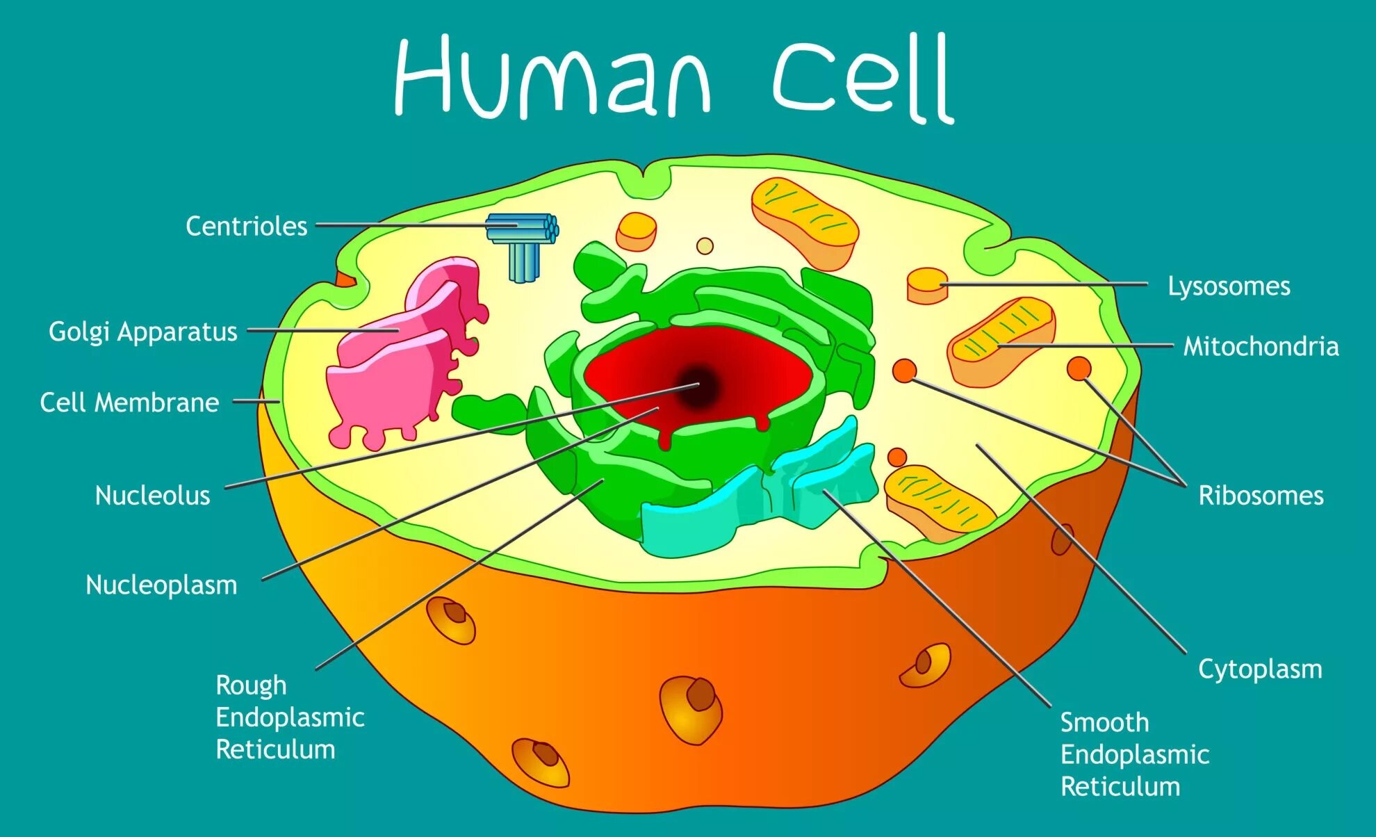 Ms cell