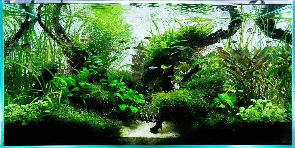 Живые организмы аквариума. Aquascape 90p. Акваскейп медленный травник. Акваскейп травника 200 литров. Акваскейп 60 литров.