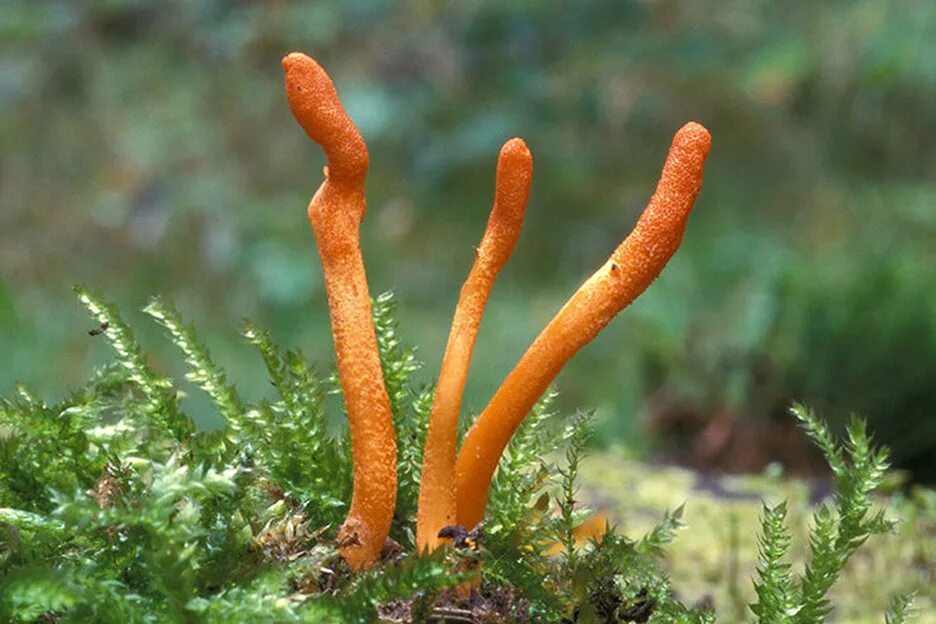 Кордицепс гриб. Кордицепс китайский гриб. Гриб Cordyceps. Cordyceps militaris.