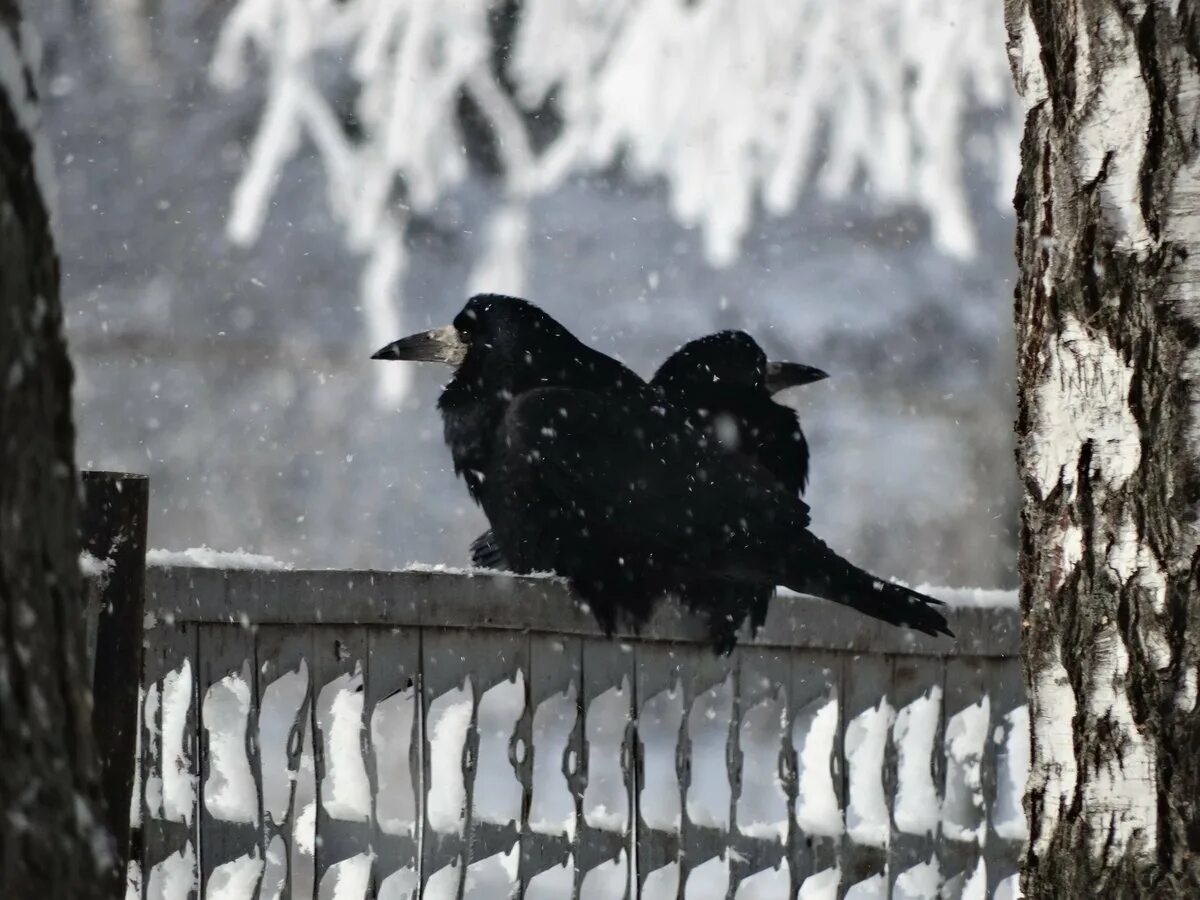 Ворон стучит в окно. Грачи́ прилете́ли. Первые весенние птицы. Вороны прилетели.