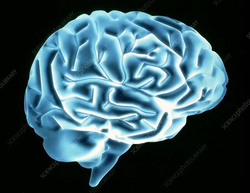 Метаболизм в головном мозге биохимия. Фотографии мозг язык картинка. Головной мозг биохимия рисунки картинки.