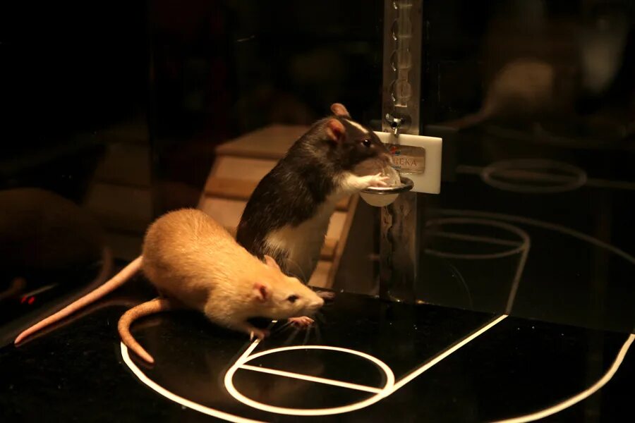 опыт с мышами. лабораторные животные. лабораторные животные. эксперимент с мышами. исследования на животных.