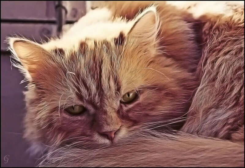 художница аннет логинова кофе. кошка нежится. котик нежится в кроватке. каты на вэхс том. каты жж.