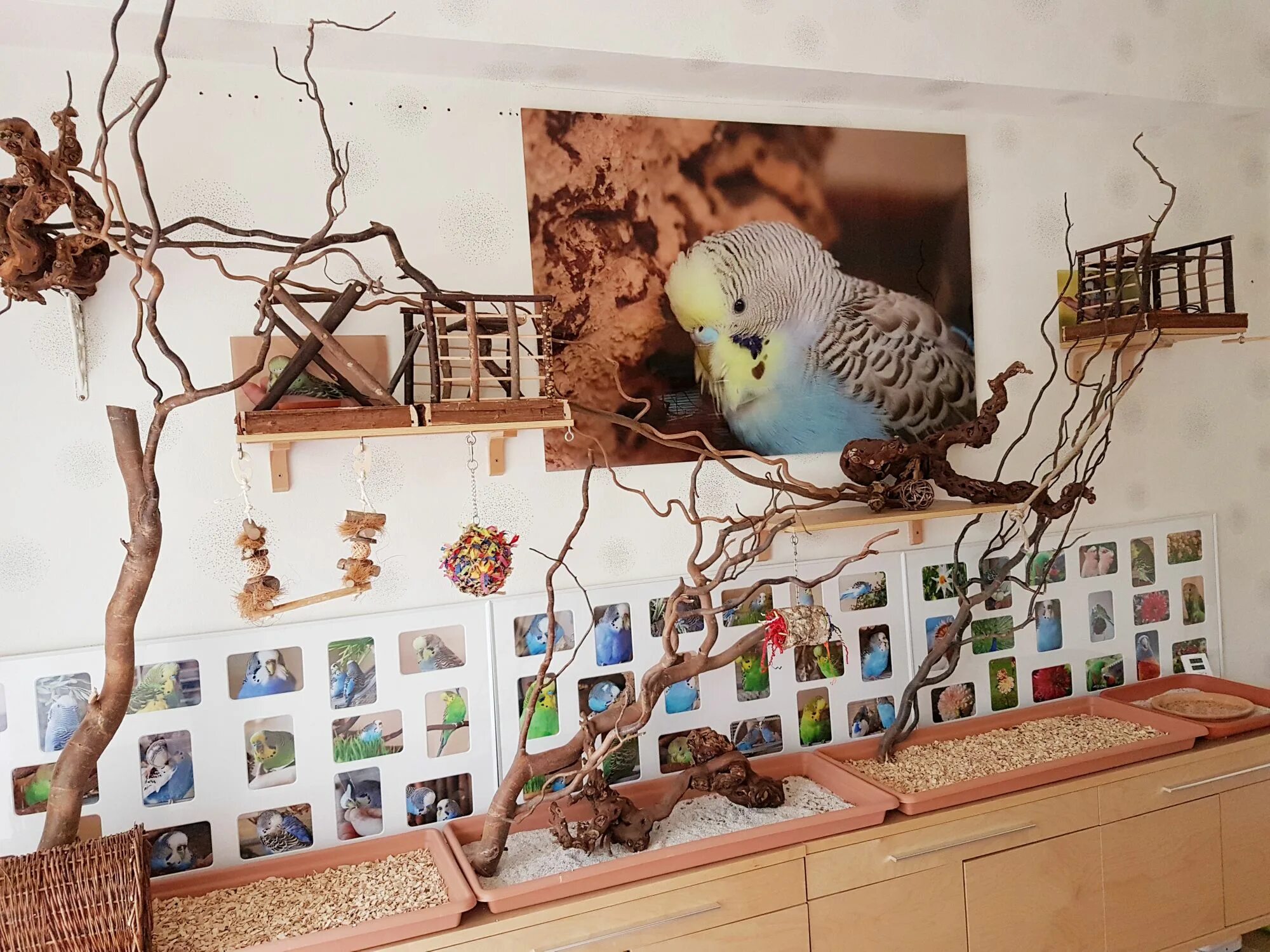 Room bird. Комната для попугая. Комната с попугаем. Дерево в комнате для попугаев. Комната для попугаев в квартире.