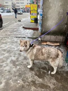 Рынок шевченко