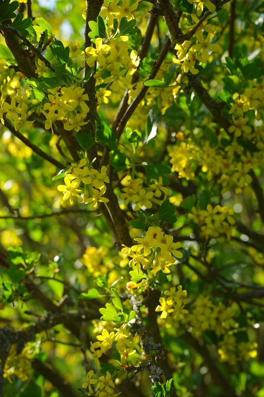 Смородина цветет желтыми цветами. Сморо́дина золоти́стая ( ribes aureum ). Смородина золотистая золото скифов. Смородина золотистая (ribes aureum). Смородина золотистая ribes aureum кустарник.