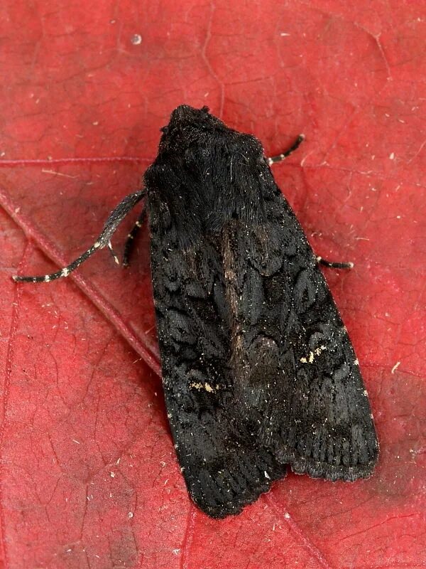 Черные ночные бабочки. Березовая Пяденица мотылек черный. Пяденица carbonaria. Березовая Пяденица черная. Aporophyla nigra.