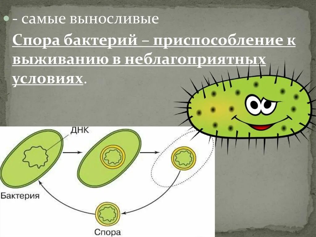 У бактерий при неблагоприятных условиях жизни. Приспособление бактерий. Защитные приспособления микроорганизмов. Споры бактерий это приспособление к. Спора бактерии.