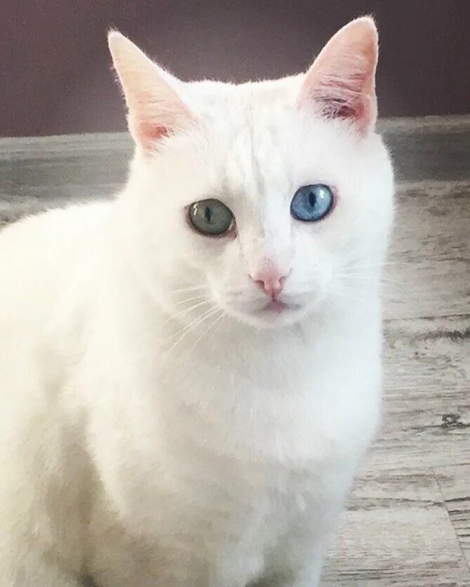 Как называется белая порода кошек. Турецкая ангора короткошерстная. Турецкая ангора кошка гладкошерстная. Турецкая ангорская кошка короткошерстная. Белая ангорская кошка гладкошерстная.