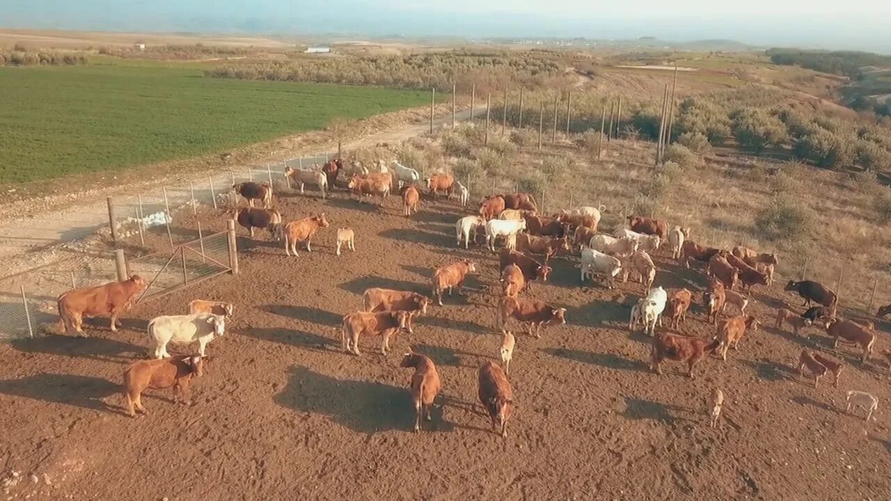 Сельскохозяйственные стоки. Кипр сельское хозяйство. Экология животноводства. Отходы животноводческих комплексов. Отходы сельского хозяйства.