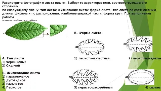 Форма листа киви. Строение листа жилкование листа черешни. Лист крапивы жилкование листа. Лист киви форма листа жилкование Тип. Типы жилкования листа листа 6 класс биология рисунок.