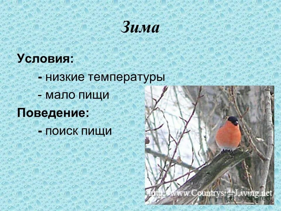 Сезонные явления в жизни птиц кратко