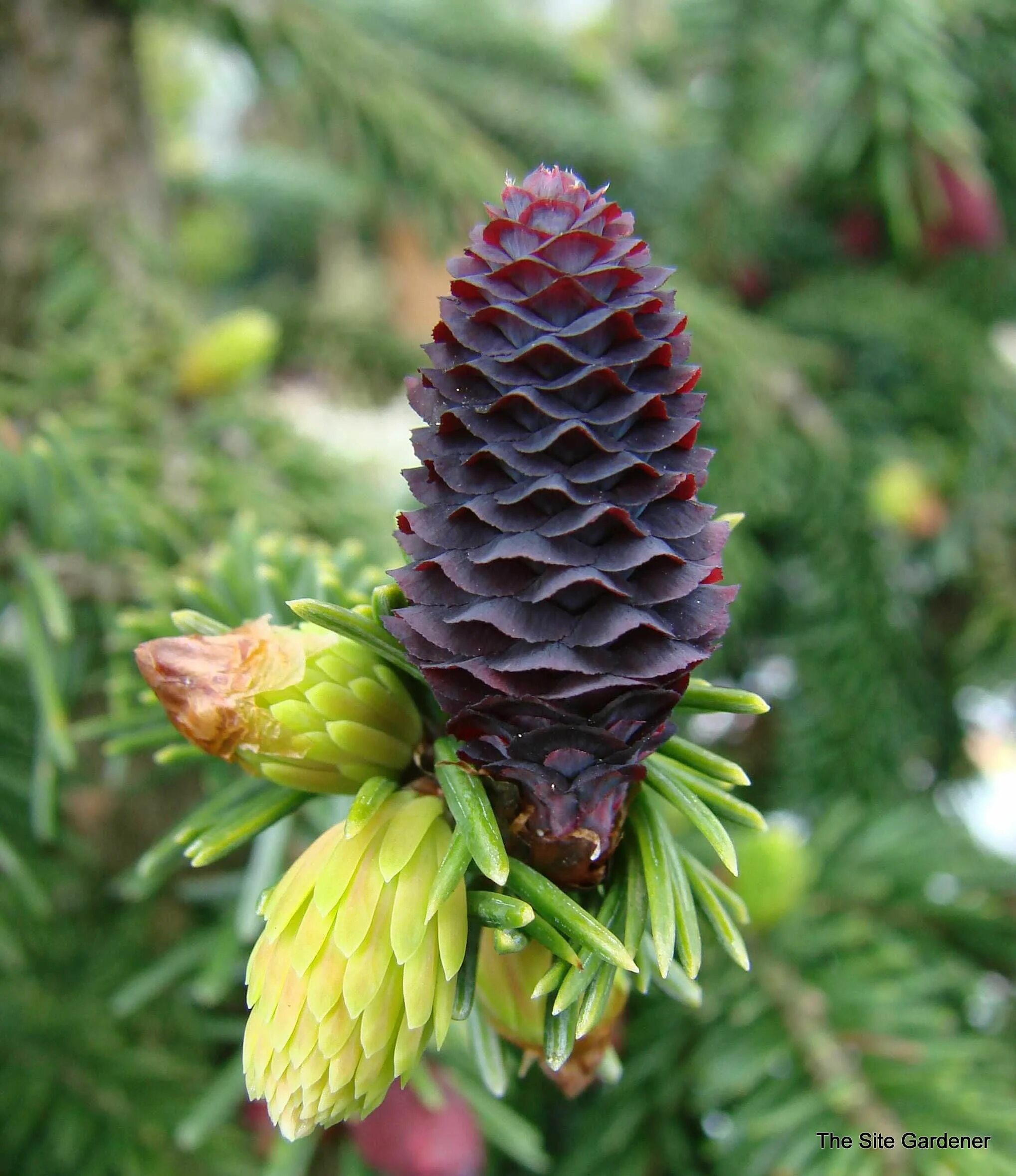 Описание шишек ели. Picea purpurea. Picea likiangensis purpurea. Ель ликиангинская. Ель Белобок шишки.