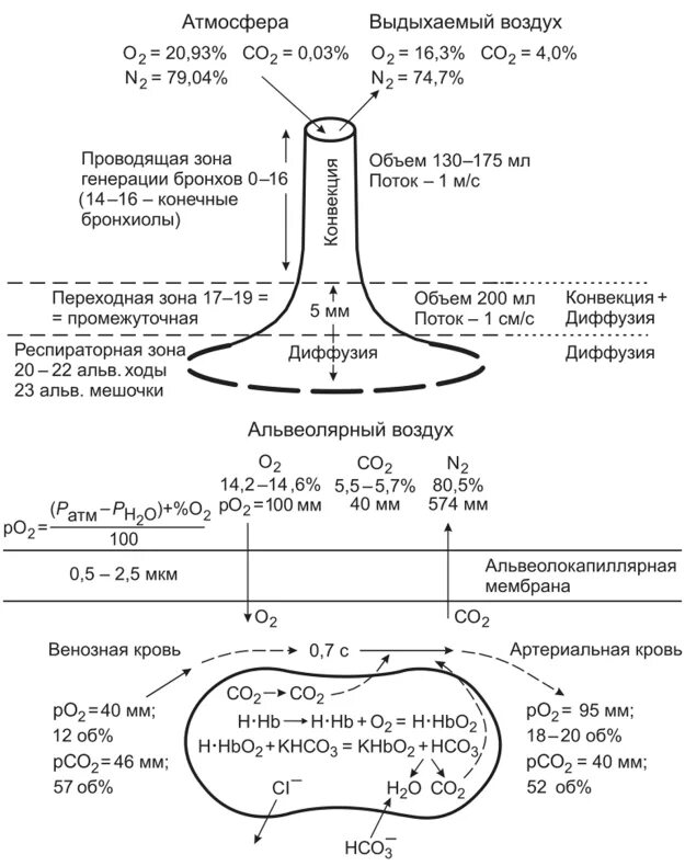 Обмен газов между альвеолярным воздухом и кровью