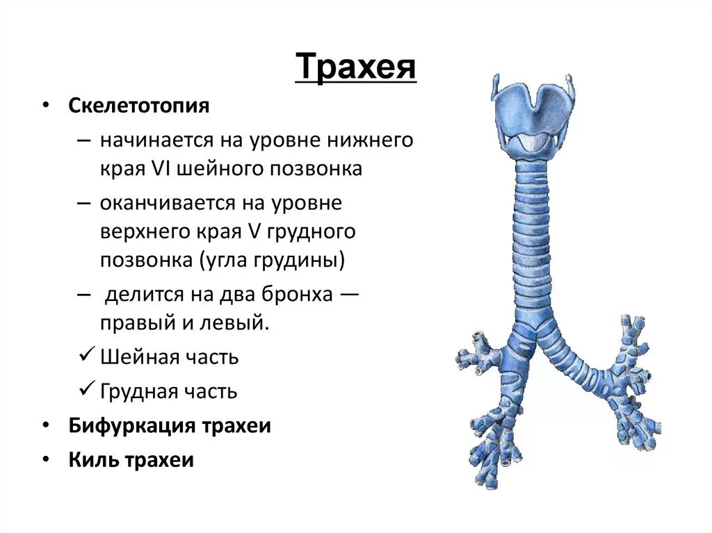 Топография трахеи анатомия. Трахея топография строение функции. Скелетотопия трахеи и бронхов. Бифуркация трахеи синтопия. Функции трахеи животных