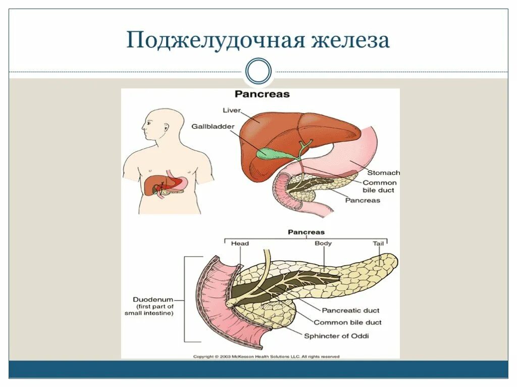 Панкреатит какой бок. Острый панкреатит поджелудочной железы. Внешняя секреция поджелудочной железы. Поджелудочная железа Тип секреции. Острый панкреатит поджелудочная железа острый панкреатит.