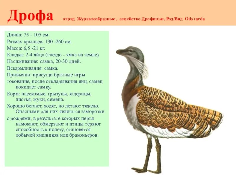 Сообщение о животном дрофа. Семейство дрофа отряд дрофа. дрофа характеристика птицы. животные степи дрофа. дрофа птица краткое описание.