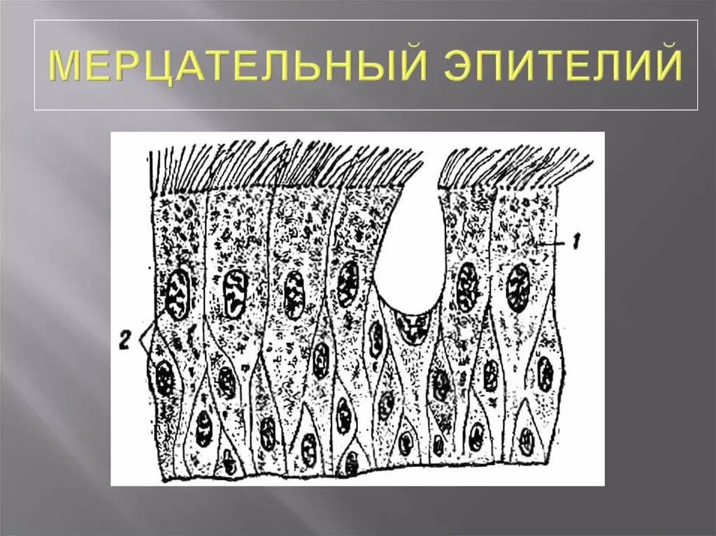 Какую функцию выполняет мерцательный эпителий. Однослойный мерцательный эпителий выстилает.