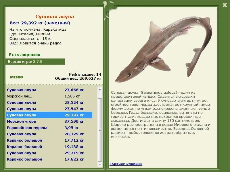 Акула русская рыбалка. Вес акулы. Средний вес акулы. Суповая акула. Сколько весит акула.