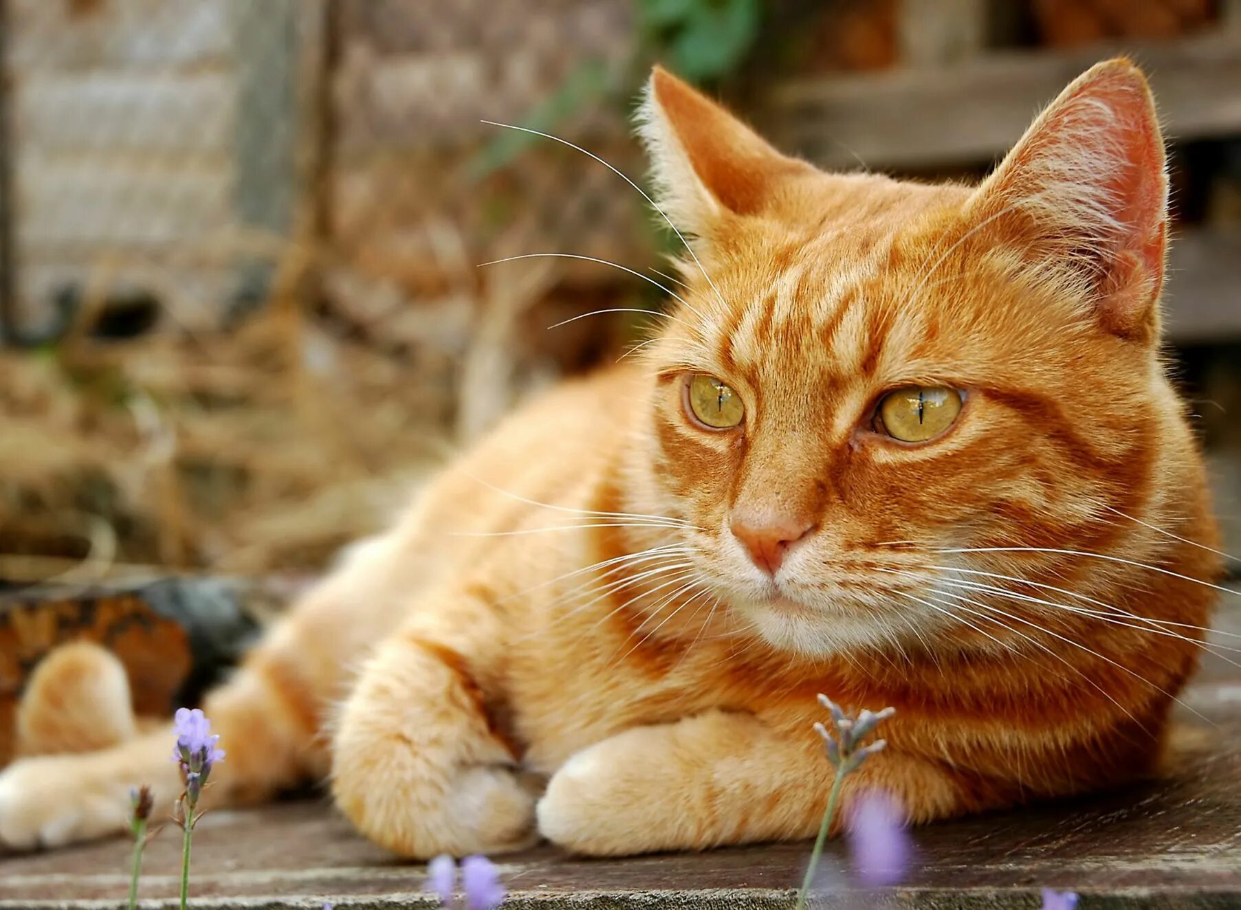 Европейская короткошерстная кошка рыжая. Сибирская кошка рыжая короткошерстная. Макрелевый табби рыжий. Бразильская короткошерстная кошка рыжая цейлонская. Говорите рыжего кота
