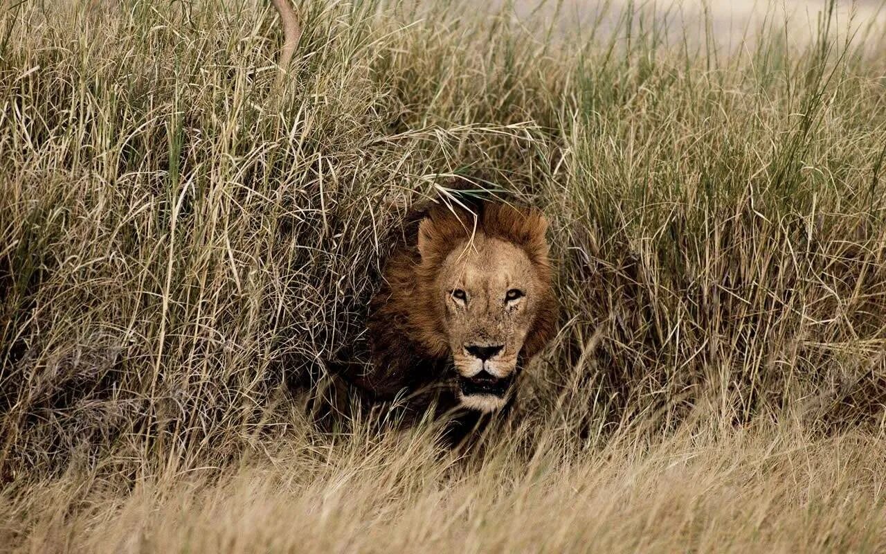 Лев в засаде. Львица в засаде. Лев National Geographic. Лев в траве. Звук крадущегося 5 букв