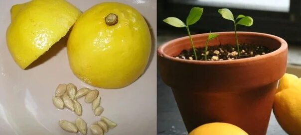 Проращивание косточки лимона в домашних условиях: как вырастить росток лимона