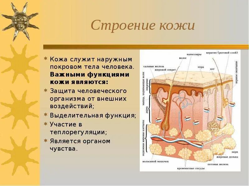 Строение кожи. Кожа человека. Строение кожи человека схема. Доклад на тему кожа человека. Биология покровы тела строение и функции кожи