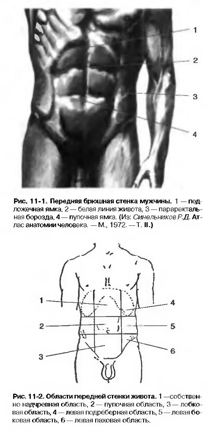 Области брюшной стенки живота. Анатомия передней брюшной стенки Синельников. Переднюю брюшную стенк. Области передней брюшной стенки живота.