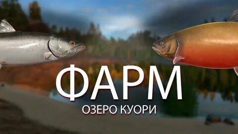 Куори рр4 форель