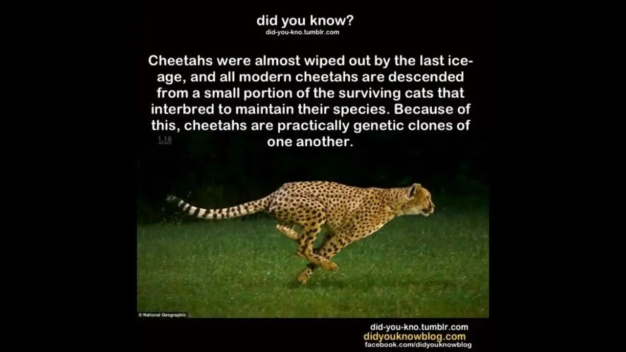 Facts about animals. Cheetah facts. Fun facts about Cheetah. Гепард смешной.