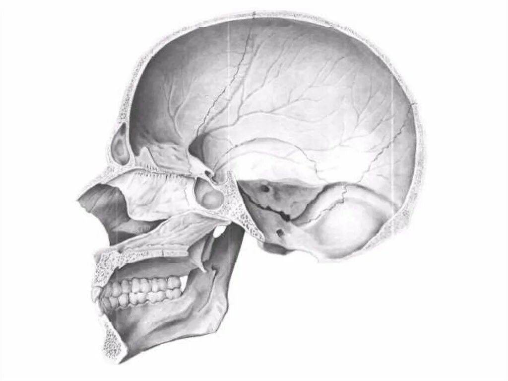 Турецкие седло кость. Сагиттальный распил черепа анатомия. Анатомия черепа Сагиттальный срез. Сагиттальный разрез черепа анатомия. Основание черепа анатомия человека.